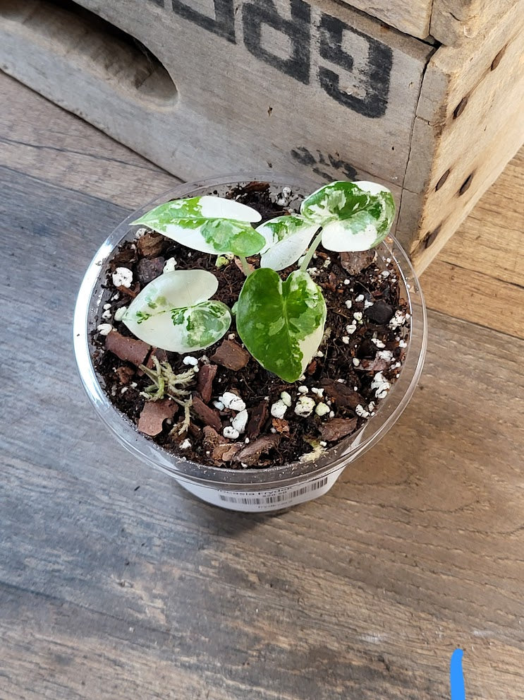 3.5" Alocasia Frydek Veriegated - Starter Plant