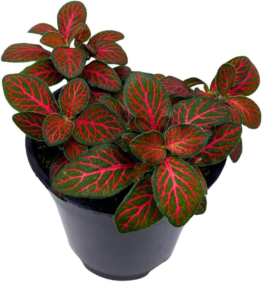 4" Fittonia "Nerve Plant" - Red