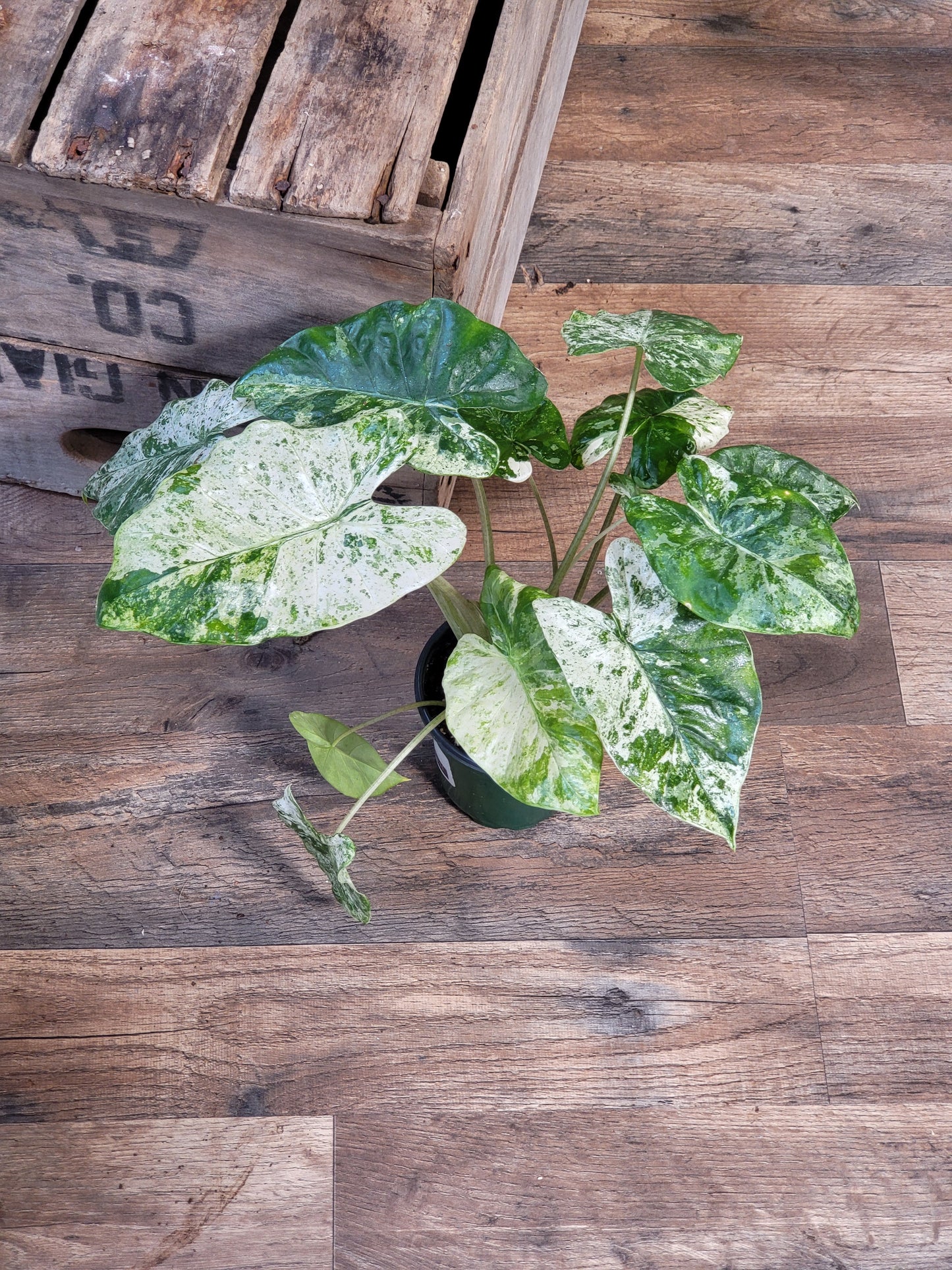 4" Alocasia Odora Batik - Variegated