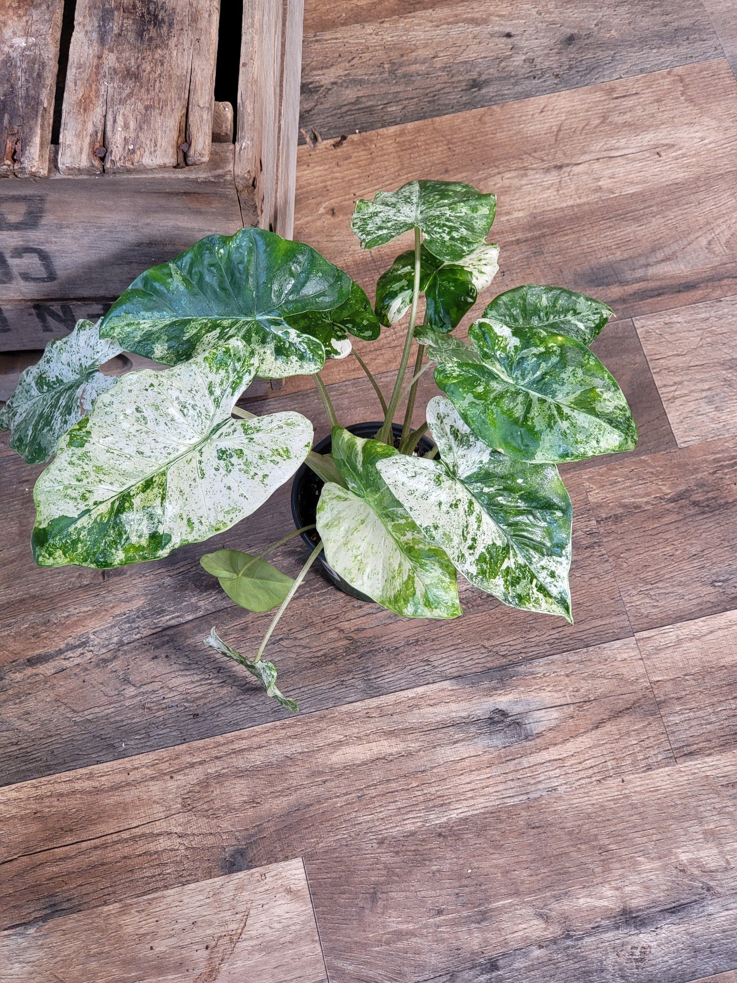 4" Alocasia Odora Batik - Variegated